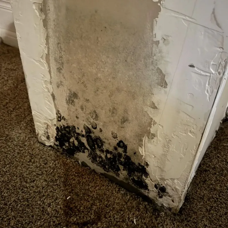 Professional Mold Removal in Shawnee, KS